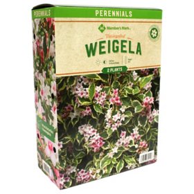 Member's Mark Weigela - Varigated Plants