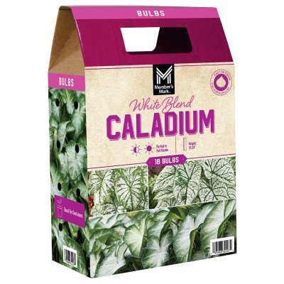 Member's Mark Caladium White Blend Bulbs Sam's Club