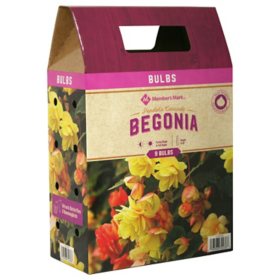 Member's Mark Begonia Pendula Cascade Bulbs