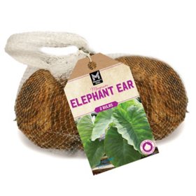 Member's Mark Elephant Ear - Magnum Bulbs