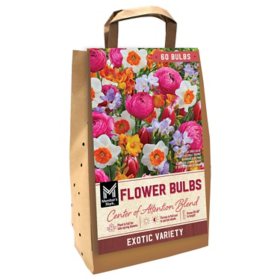 Member's Mark Center of Attention Blend Freesia, Ranunculus, Daffodil and Tulip Dormant Bulbs, 60pk