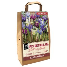 Member's Mark Iris Reticulata Block Party Blend Dormant Bulbs, 60pk