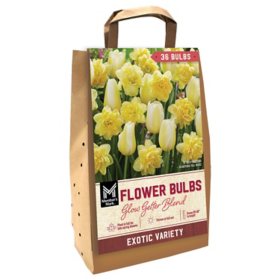 Member's Mark Glow Getter Blend Tulip and Daffodil Dormant Bulbs, 36pk