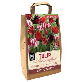 Member's Mark Tulip Va Va Voom Blend Dormant Bulbs, 36pk