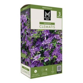 Member's Mark Clematis President Dormant Bulbs, 3pk