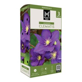Member's Mark Clematis Jackmanii Dormant Bulbs, 3pk