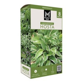 Member's Mark Hosta Albomarginata Dormant Bulbs, 8pk