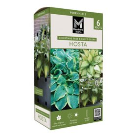 Member's Mark Hosta Combo Christmas Tree & Paul's Glory Dormant Bulbs, 6pk