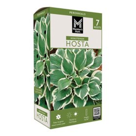 Member's Mark Hosta Minuteman Dormant Bulbs, 7pk