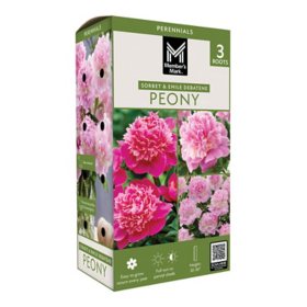 Member's Mark Double Peonies Sorbet & Emile Debatene Dormant Bulbs, 3pk