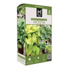 Member's Mark Hosta Combo Pizzazz & August Moon Dormant Bulbs, 6pk