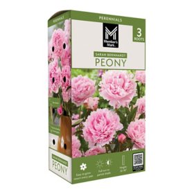 Member's Mark Peony Sarah Bernhardt Dormant Bulbs, 3pk