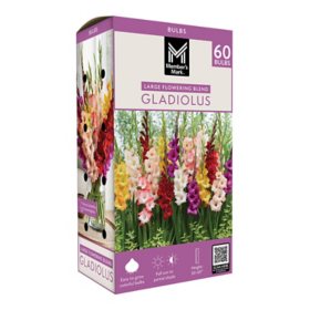 Member's Mark Gladiolus Large Flowering Blend Dormant Bulbs, 60pk