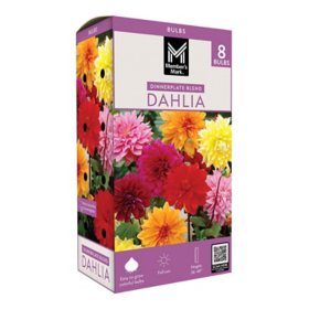 Member's Mark Dahlia Dinnerplate Blend Dormant Bulbs, 8pk