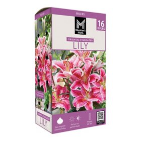 Member's Mark Lily Oriental Stargazer Dormant Bulbs, 16pk