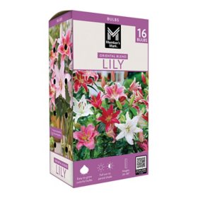Member's Mark Lily Oriental Blend Dormant Bulbs, 16pk