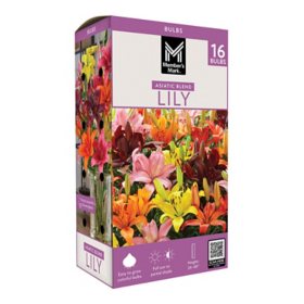 Member's Mark Lily Asiatic Blend Dormant Bulbs, 16pk