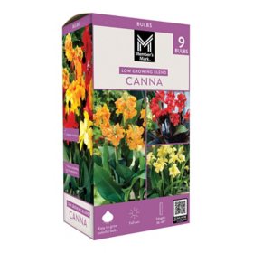 Member's Mark Low Growing Picasso, Red Futurity & Yellow Futurity Cannas Dormant Bulbs, 9pk