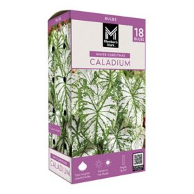 Member's Mark White Christmas Caladium Dormant Bulbs, 18pk