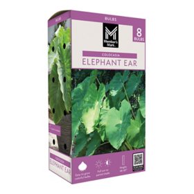 Member's Mark Elephant Ear Dormant Bulbs, 8pk