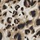 Animal Print - Online Only, variant on Member's Mark Women's Travel Jacket