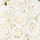 White, variant on Member's Mark Premium Roses, 18 stems, choose color