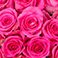 Pink, variant on Member's Mark Premium Roses, 18 stems, choose color