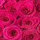 Hot Pink, variant on Member's Mark Premium Roses, 18 stems, choose color