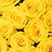 Yellow, variant on Member's Mark Premium Roses, 18 stems, choose color