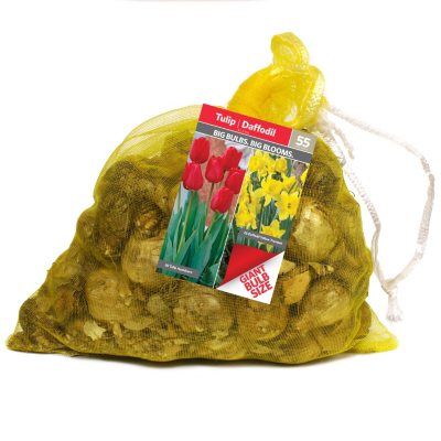 Daffodil and Tulip Flower Bulbs Sam's Club
