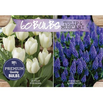 Tulip and Muscari Flower Bulbs Sam's Club