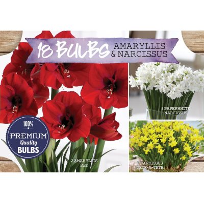 Amaryllis and Narcissus Flower Bulbs Sam's Club