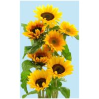 Sunflowers, Assorted Brown or Green Centers (40 stems)