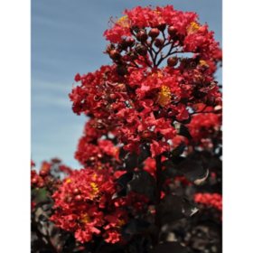 Live 3 Gal. Crimson Red Crape Myrtle in Growers Pot