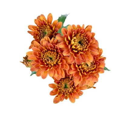 Cushion Poms, Bronze (100 stems) - Sam's Club