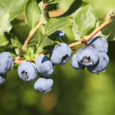 Jumbo Blueberries (16 oz.) - Sam's Club