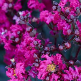 Mystic Magenta Black Diamond Crape Myrtle