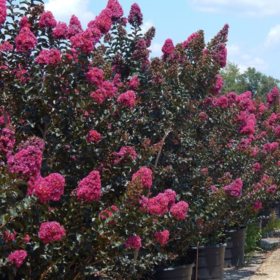 Plum Magic Crape Myrtle