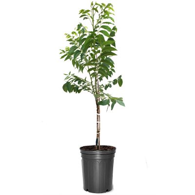 Pawnee Pecan Tree, #5 Pot - Sam's Club