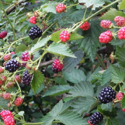 Arapaho Blackberry Bush, 1 lb. Pot - Sam's Club