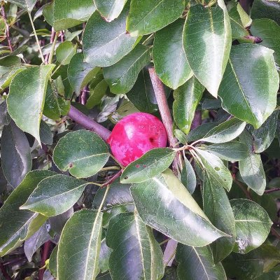 Methley Plum Tree