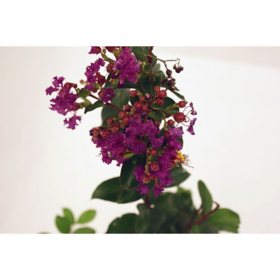 Live 3 Gal. Purely Purple Crape Myrtle in Growers Pot