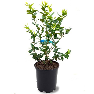 Brightwell Blueberry #1 Pot