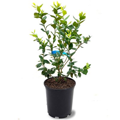 Buy Magic Berry Coralberry Bush, FREE SHIPPING, Wilson Bros Gardens, 1  Gallon Pot for Sale online