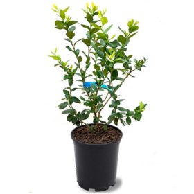 Cranbrook Tall Planter (Various Planters) - Sam's Club