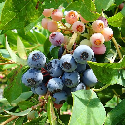 Half-ripe blueberries from TN Nursery