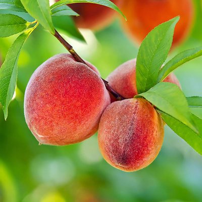 Organic Peaches (4 lbs.) - Sam's Club