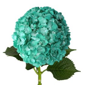 Painted Hydrangeas (Choose from 2 varieties; 14 or 26 stems)