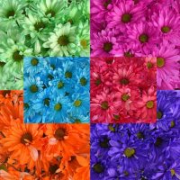 Crazy Daisies, Assorted (84 stems)