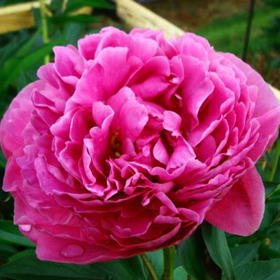 Euro Hot Pink Peonies (60 Stems) - Sam's Club